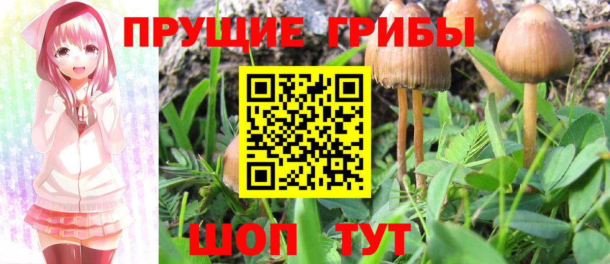 Псилоцибиновые грибы Psilocybe Великие Луки